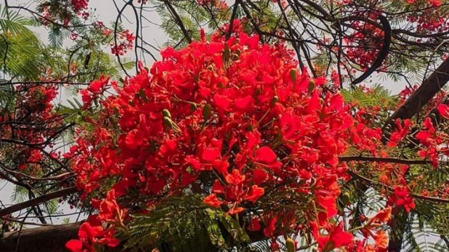 রাবিতে সৌন্দর্য বিলাচ্ছে আগুনরঙা কৃষ্ণচূড়া | বিবিধ নিউজ 