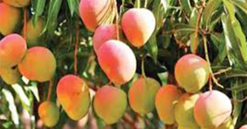 Mango poison instead of fruit