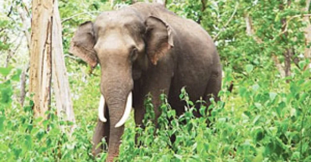Human-elephant coexistence in Bangladesh
