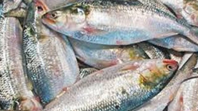 Hilsa being exported upon “special request” from India for Durga Puja | Miscellaneous News 