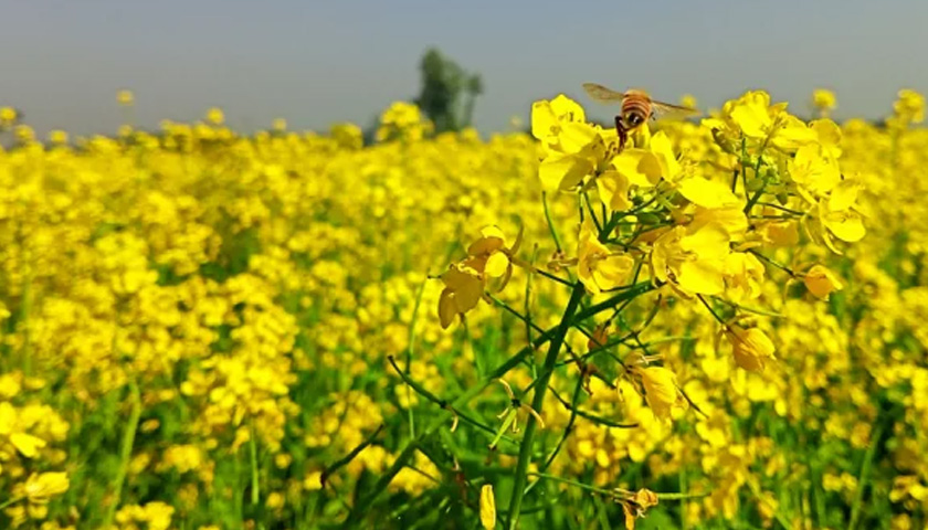 সরিষা ফুলের যত গুণ | লাইফস্টাইল নিউজ 