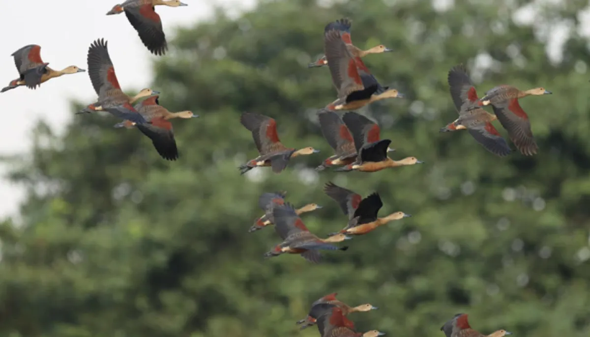 Fewer migratory birds visit ju this winter