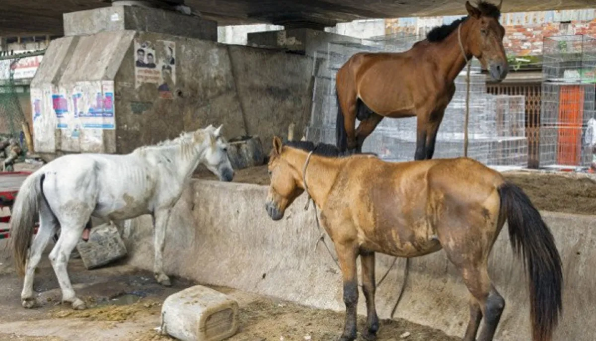 Horse meat sale banned