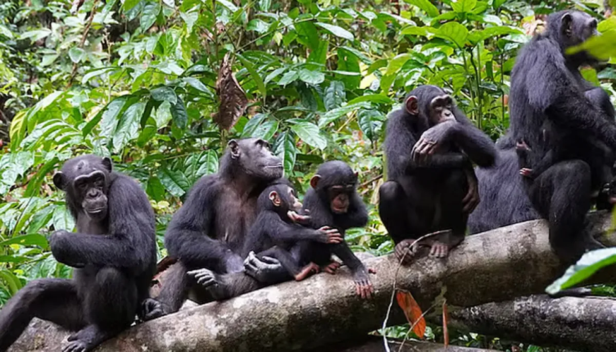 Chimpanzee