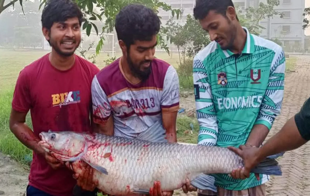 20 kg grass carp fish found in university lake