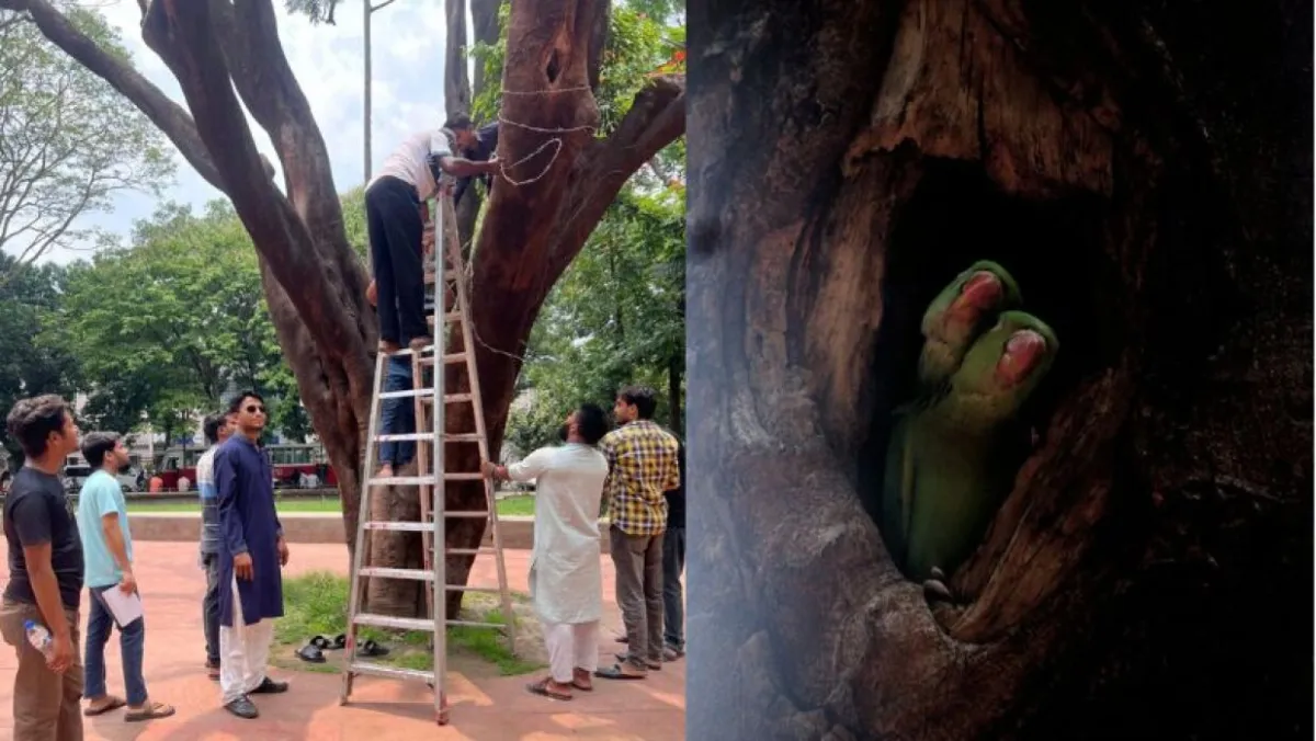 Jcd men set birbed wire on trees at du campus