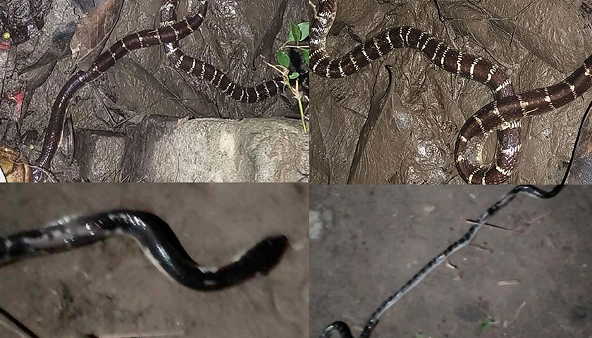 ইবিতে বেড়েছে সাপের উপদ্রব, ব্যবহার নিষেধাজ্ঞায় নষ্ট হচ্ছে এন্টিভেনম | বিশ্ববিদ্যালয় নিউজ 