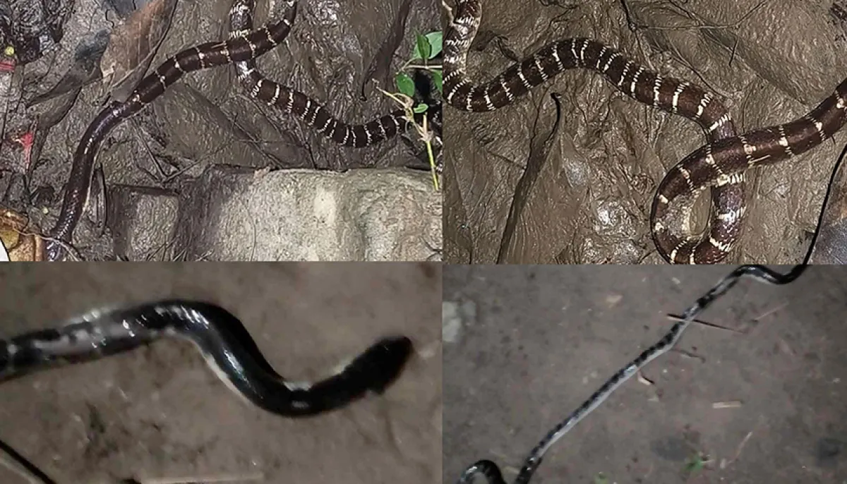 Snake infestation increases in eb antivenom is being wasted due to ban on its use