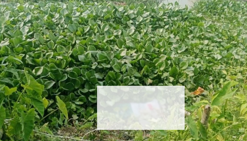 খাল থেকে বরিশাল বিশ্ববিদ্যালয়ের উপপরিচালকের মরদেহ উদ্ধার | বিশ্ববিদ্যালয় নিউজ 