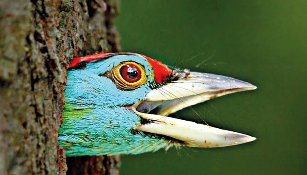 Rajshahi University: A haven for biodiversity amid urban sprawl