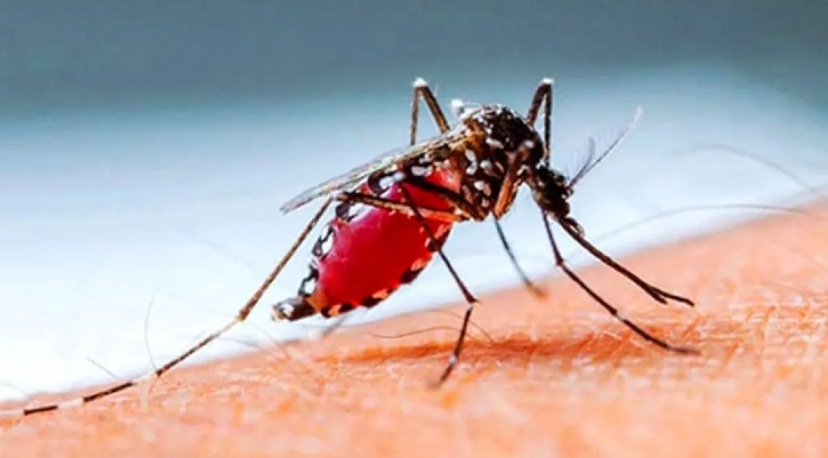 Dengue 26 more cases reported in 24hrs