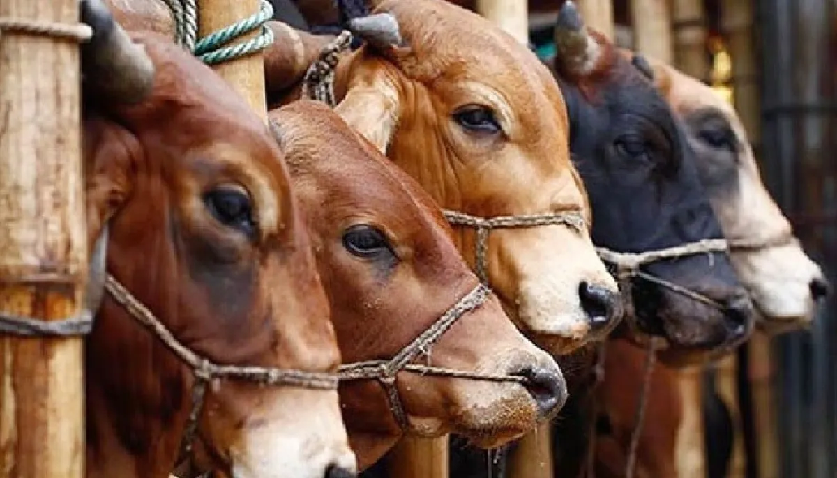 The holy prophet pbuh disliked eating parts of halal animals