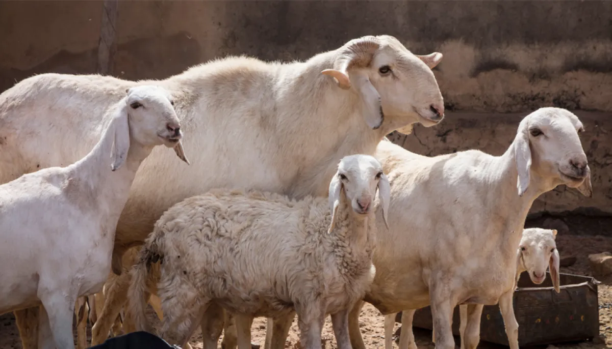 Can women slaughter sacrificial animals