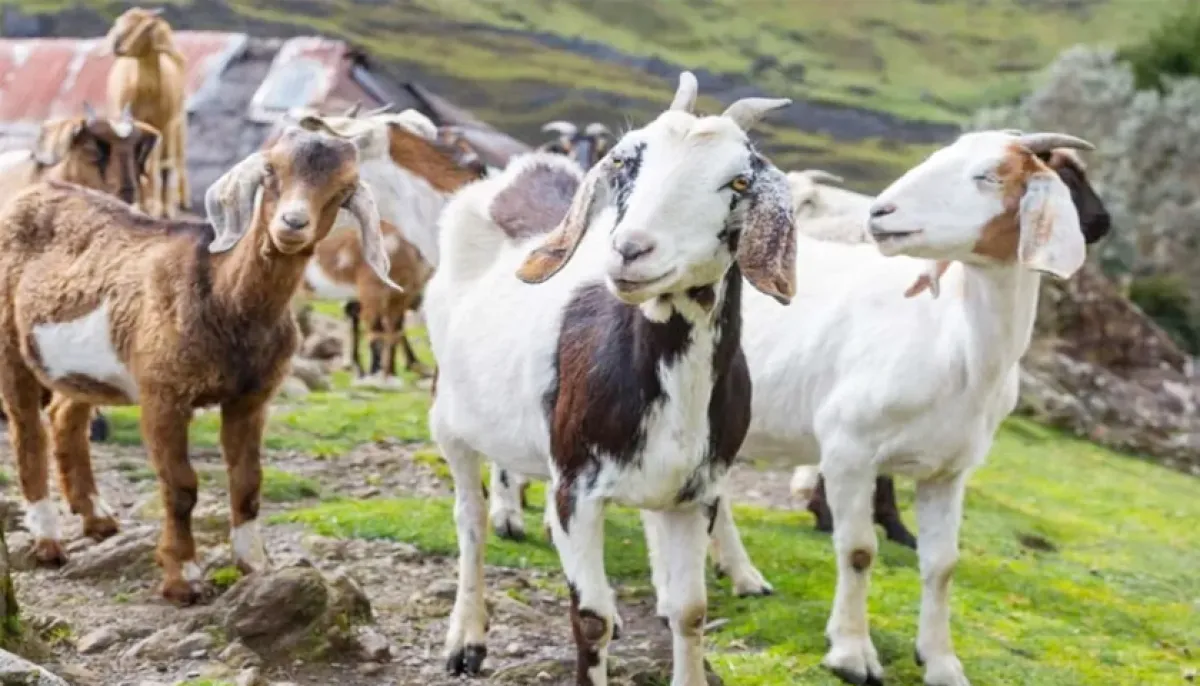 How to easily clean the fur on goat meat