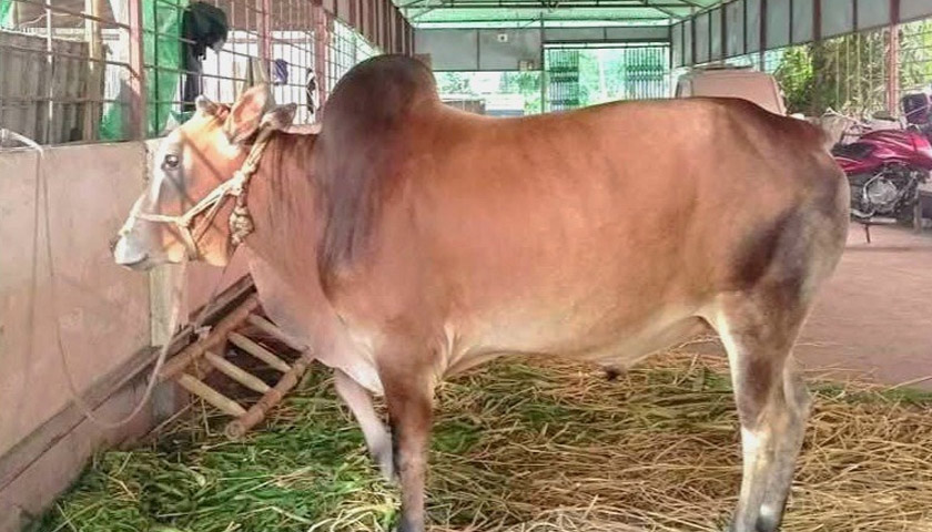 বেরোবিতে প্রথম বারের মত কোরবানির আয়োজন | বিশ্ববিদ্যালয় নিউজ 