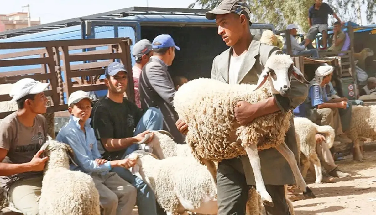 Obstruction of qurbani in pakistan and morocco