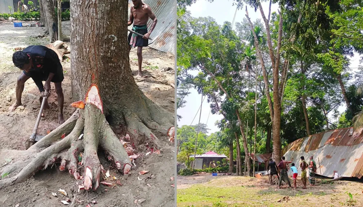 Superintendent sells madrasa trees during eid holidays