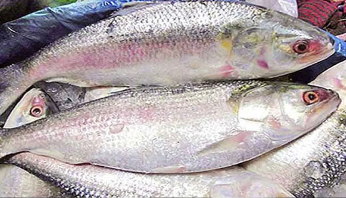 Harmful microplastics found in hilsa