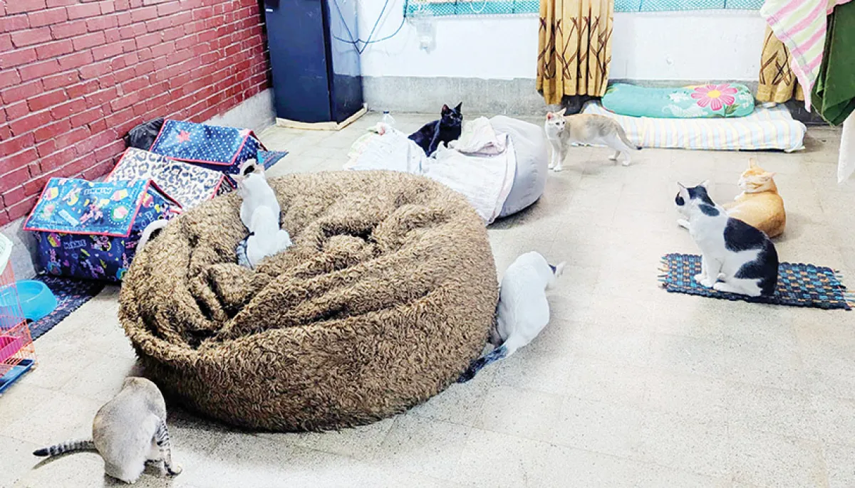Cat and dog comfort home