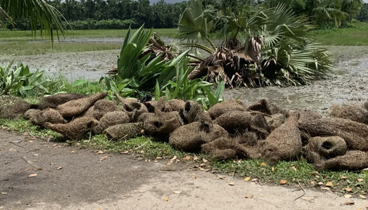 Over 500 babui birds killed by cutting down palm trees