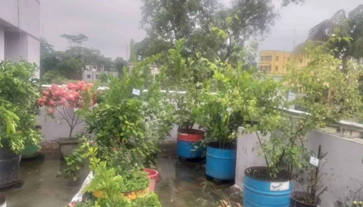 Rooftop garden care during the monsoon