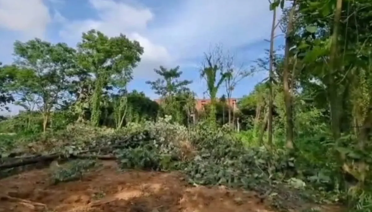 Protest against tree felling at jahangirnagar university
