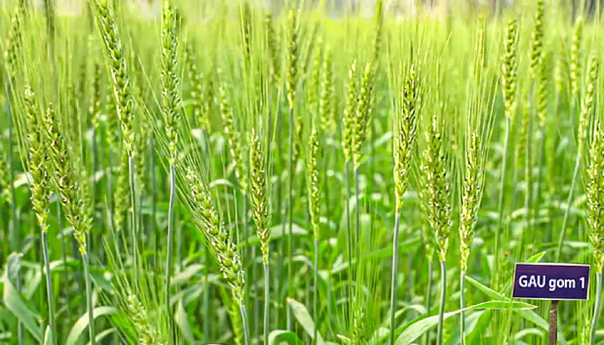 Development of new varieties of highly salt tolerant wheat