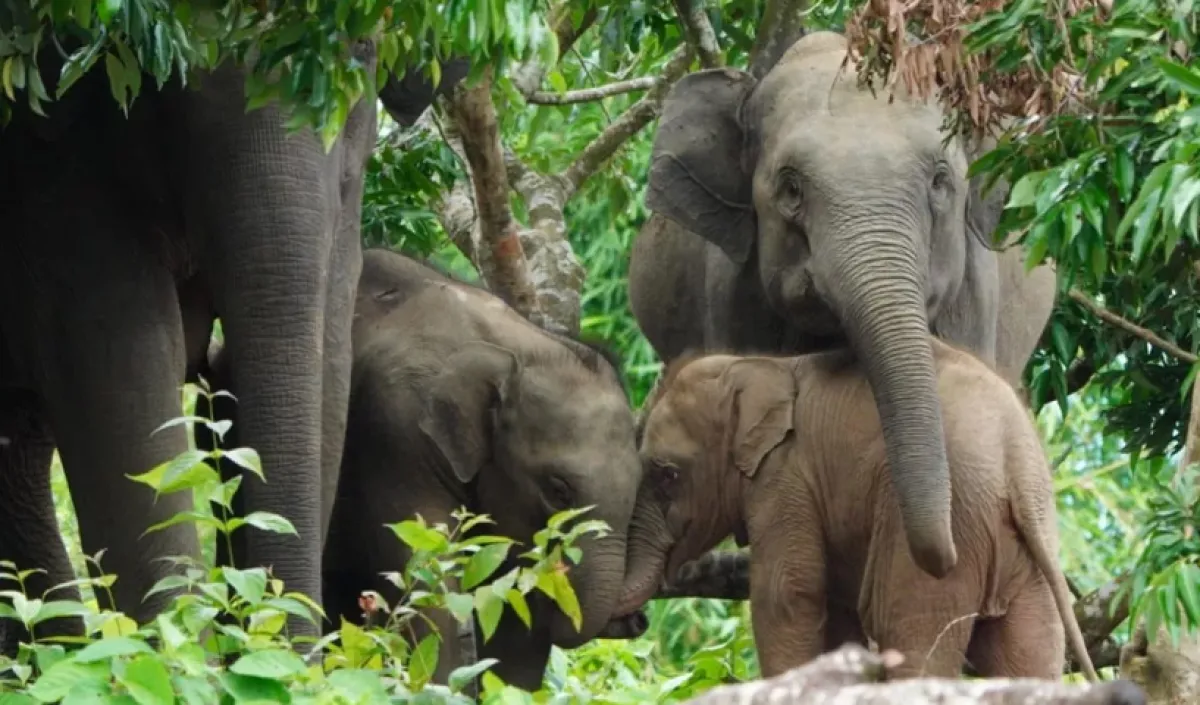 Human elephant coexistence in bangladesh