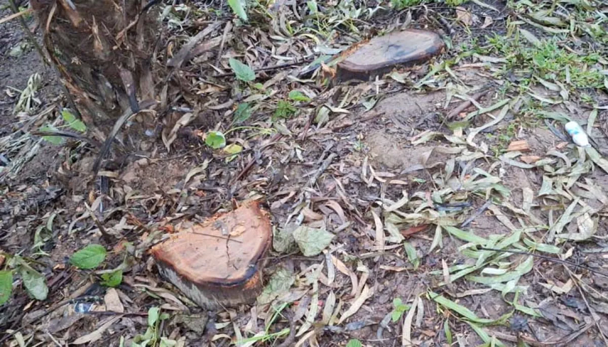 Complaint against headmaster for cutting and selling roadside trees