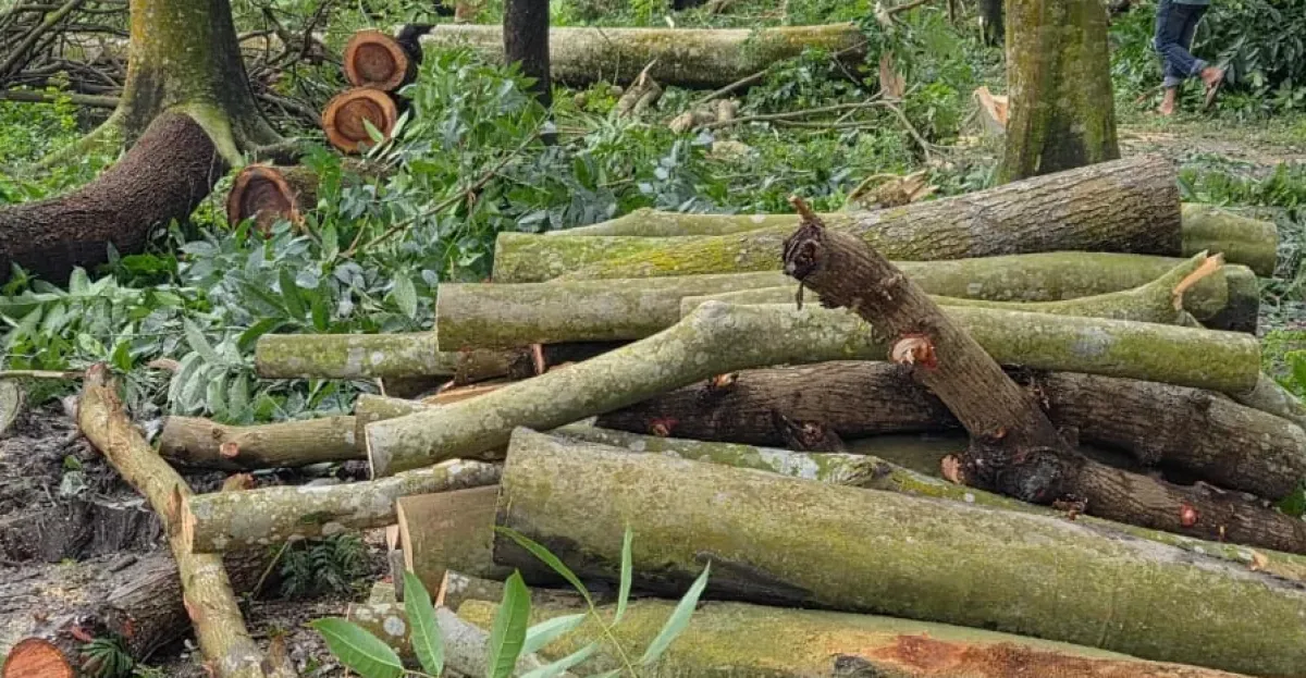 400 trees felled in patuakhali over land dispute