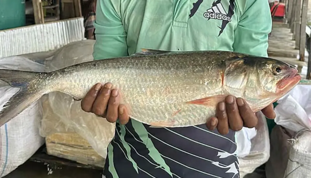 Two kg of hilsa sold for 7700 taka