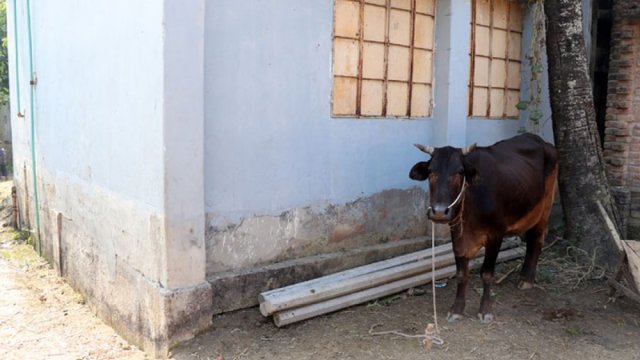 স্কুলের পাশে গোয়ালঘর, স্বাস্থ্যঝুঁকিতে শিক্ষার্থীরা | স্কুল নিউজ 