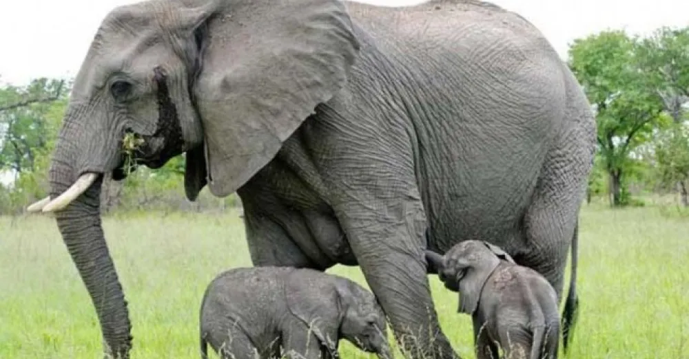 Human-elephant coexistence in Bangladesh