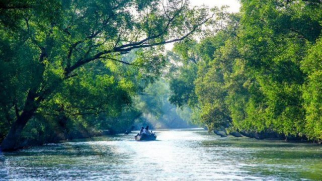 Cyclone Amphan badly damages parts of Sundarbans | Miscellaneous News 