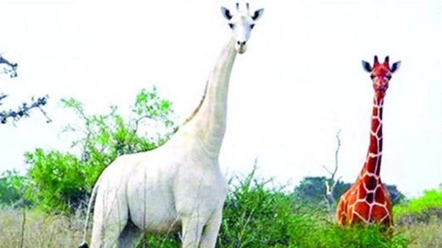 পৃথিবীর একমাত্র সাদা জিরাফ | বিবিধ নিউজ 