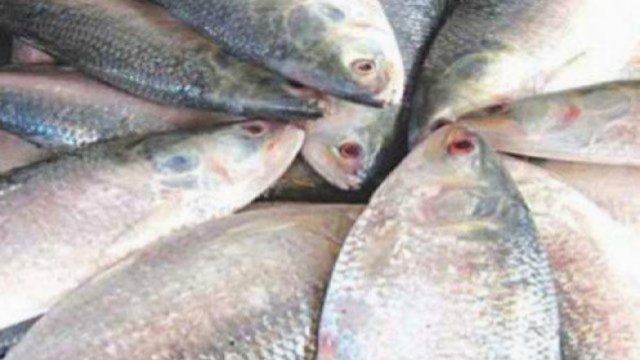 ইলিশ শিকারের অপরাধে চার জেলেকে ১১ হাজার টাকা অর্থদণ্ড | বিবিধ নিউজ 