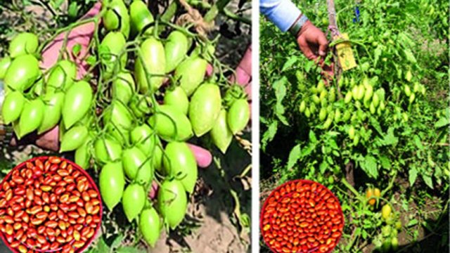 দেশি জাতের চেরি টমেটো উদ্ভাবন 