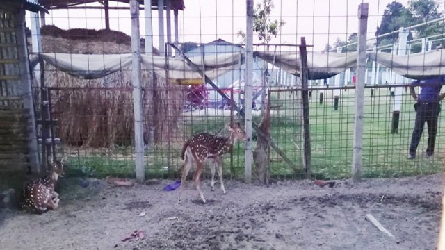 কথিত পীরের দরবার থেকে ২ হরিণ উদ্ধার | বিবিধ নিউজ 