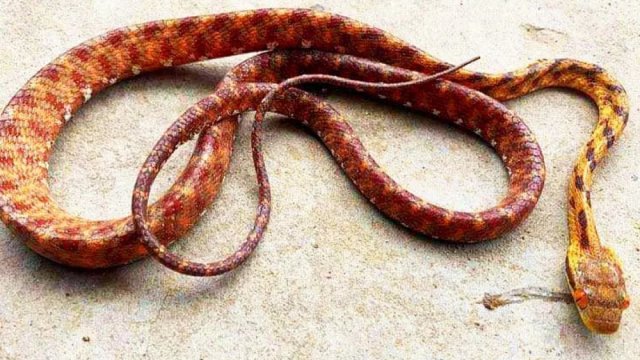 লাল চোখের সাপ উদ্ধার | বিবিধ নিউজ 