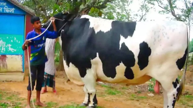 এক হাজার কেজি ওজনের ‘বিগবস’ ঈদে বিক্রি হবে 