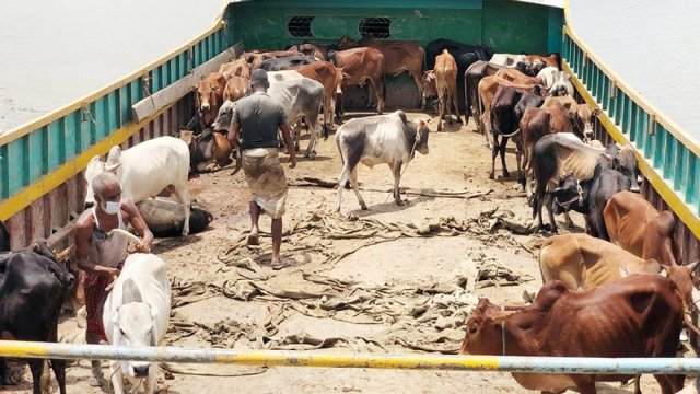 ঈদে দুই শতাধিক গরু পেল ভাসানচরের রোহিঙ্গা | বিবিধ নিউজ 