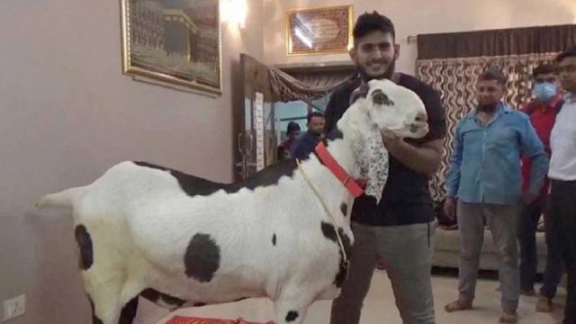 সাড়ে ১২ লাখ টাকায় বিক্রি হলো এক ছাগল | বিবিধ নিউজ 