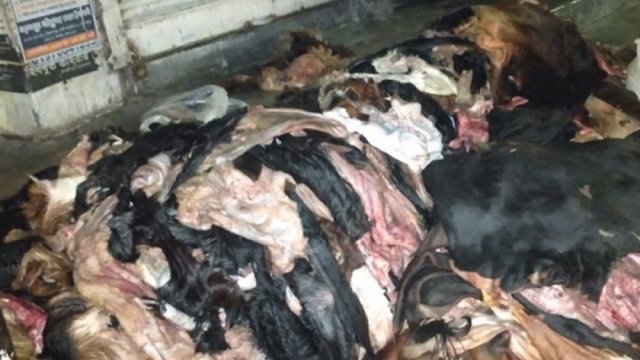 ক্রেতা না থাকায় পঁচে যাচ্ছে ছাগলের চামড়া | বিবিধ নিউজ 