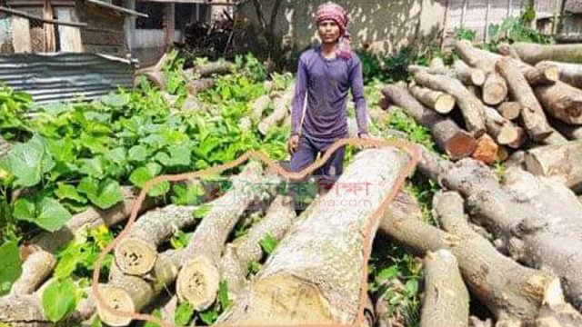 রাতের আধারে কলেজের গাছ কাটার অভিযোগ শিক্ষকের বিরুদ্ধে | কলেজ নিউজ 