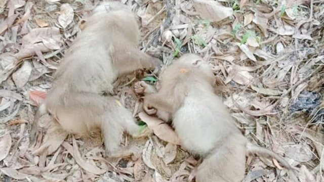 লাউক্ষেতের পাশে পড়ে ছিল ৪০টি মৃত বানর | বিবিধ নিউজ 