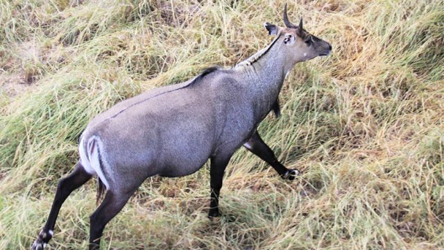 ধাওয়া করে ধরা নীলগাই হত্যা করলো গ্রামবাসী | বিবিধ নিউজ 
