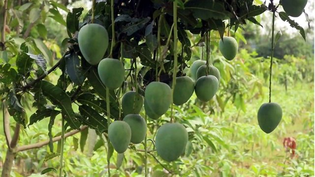 নওগাঁর আম বাজারে আসছে ২৫ মে | বিবিধ নিউজ 