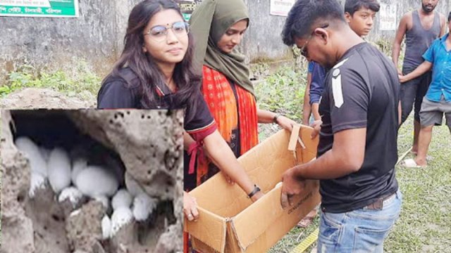 খেলার মাঠে পদ্ম গোখরার ২৯ ডিম | বিবিধ নিউজ 