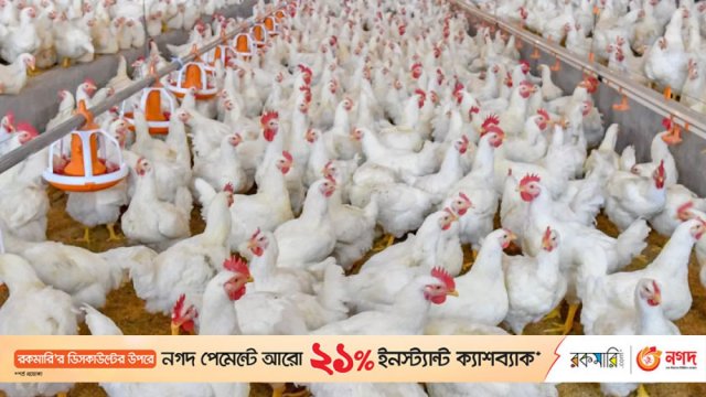 এখনই কমছে না পোল্ট্রি মুরগির দাম | বিবিধ নিউজ 