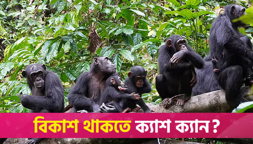 মানুষের মতো প্রকৌশলবিদ্যার চর্চা করে শিম্পাঞ্জি! | বিবিধ নিউজ 
